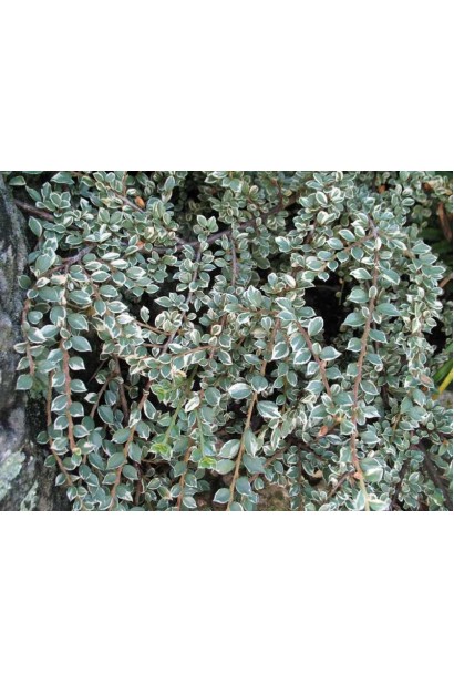 Кизильник Варієгатус зелене листя з білою облямівкою