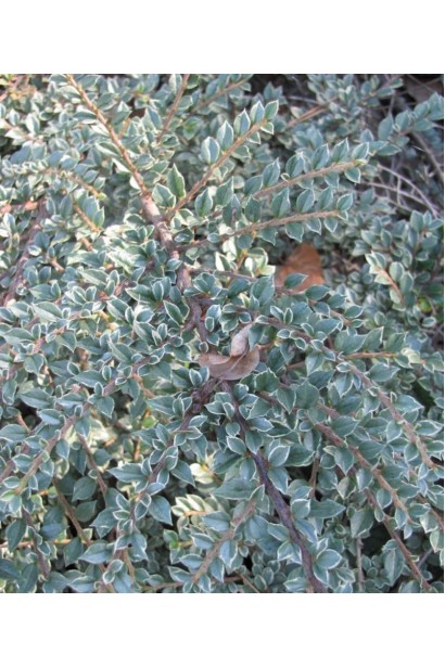 Кизильник ряболистий Варієгатус