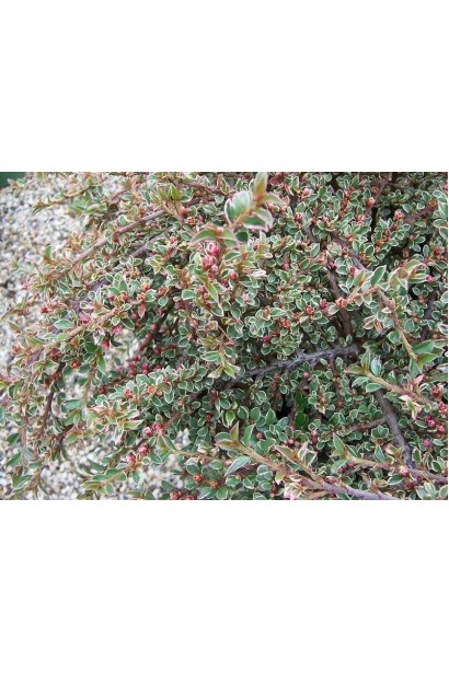 Кизильник Варієгатус  цвітіння