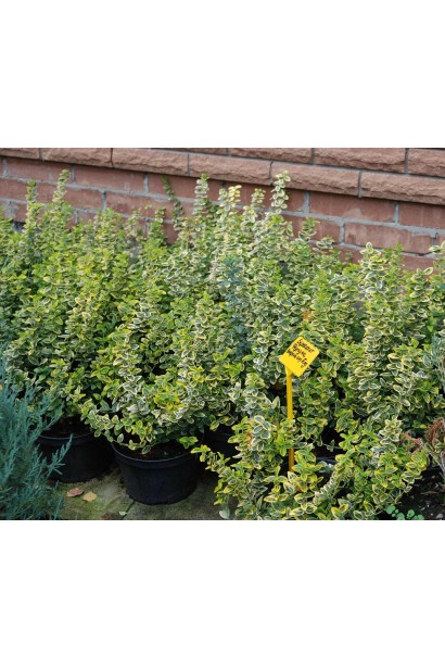 аджанці Бруслини Емеральд енд Голд в садовому центрі