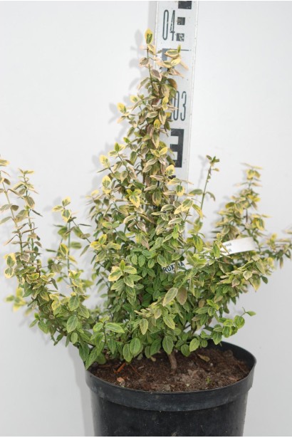 Бруслина Емеральд енд Голд в горщику 5 л