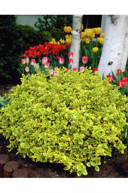 Бруслина Форчуна Емеральд енд Голд в ландшафті