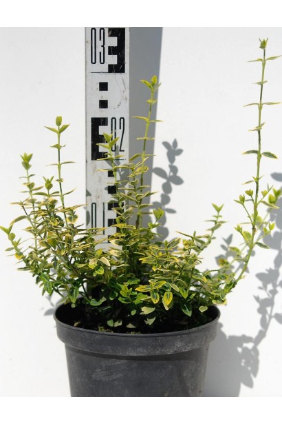 Бруслина Форчуна Емеральд енд Голд контейнер 3 л