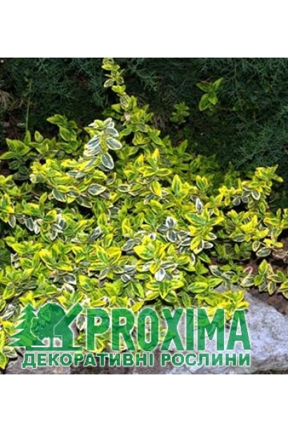 Бруслина Emerald and Gold мармурове листя