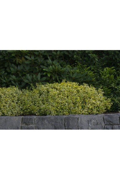 Бруслина форчуна Emerald and Gold  бордюрна посадка