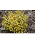  Euonymus fortunei Emerald and Gold