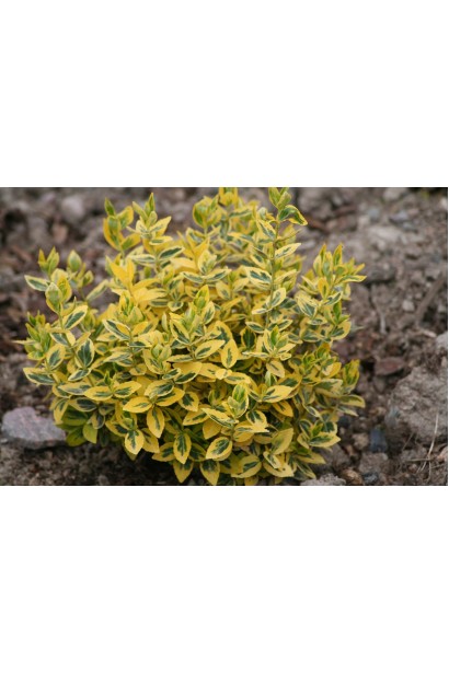  Euonymus fortunei Emerald and Gold