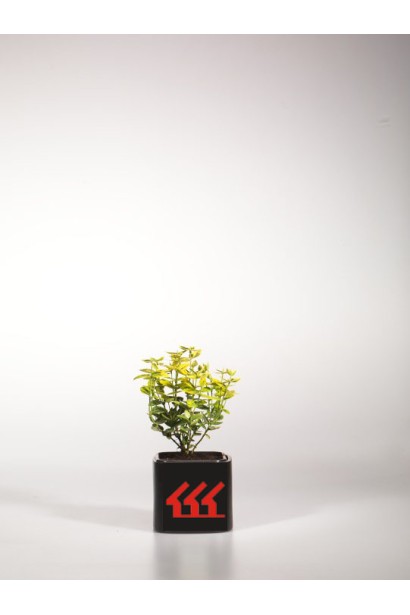 Бруслина Форчуна Емеральд енд Голд Р9/0,5