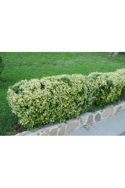 Бруслина Форчуна Емеральд енд Голд низький стрижений живопліт