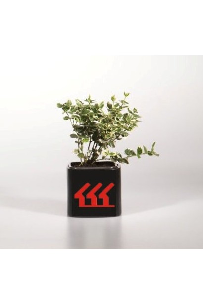 Бруслина форчуна Емеральд Гаєті контейнер Р9 / 0,5 л