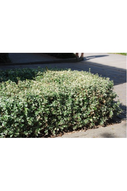 Низький бордюр з бруслини Емеральд Гаєті 