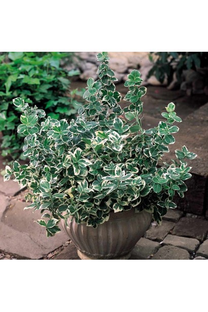 Euonymus fortunei Emerald Gaiety кашпо в ландшафті