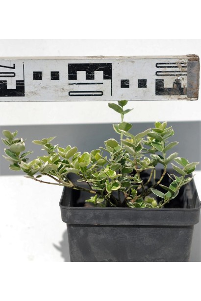 Бруслина Емеральд Гаєті саджанець 0,5 л