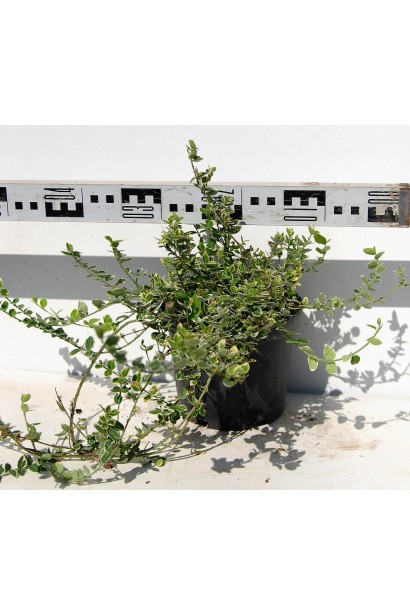 Бересклет Емеральд Гаєті контейнер 3 л