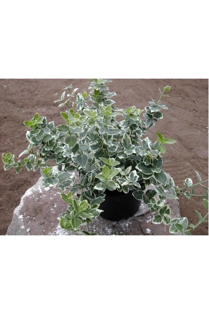 Бруслина форчуна Емеральд Гаєті