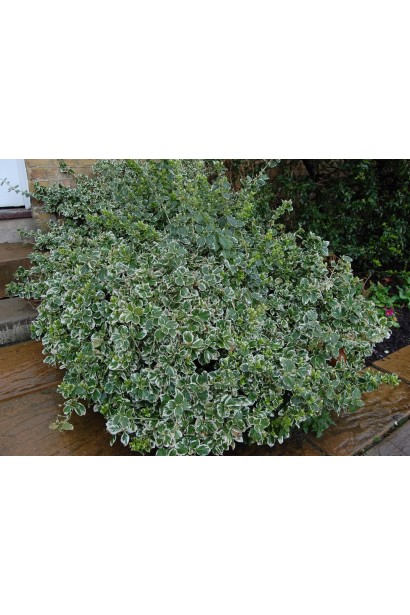 Бруслина Емеральд Гаєті в ландшафті