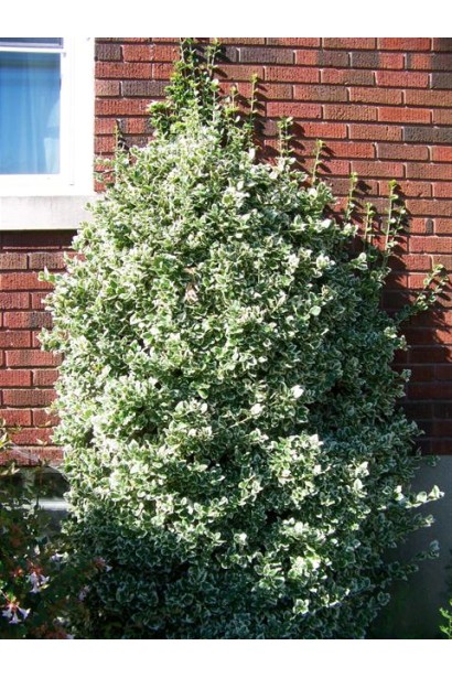 Бруслина Емеральд Гаєті плететься по стіні