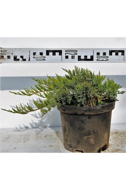 Ялівець Там но Блайт саджанець С3 діаметр 30-40 см