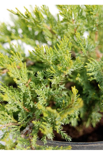 Juniperus sabina Tam no Blight
