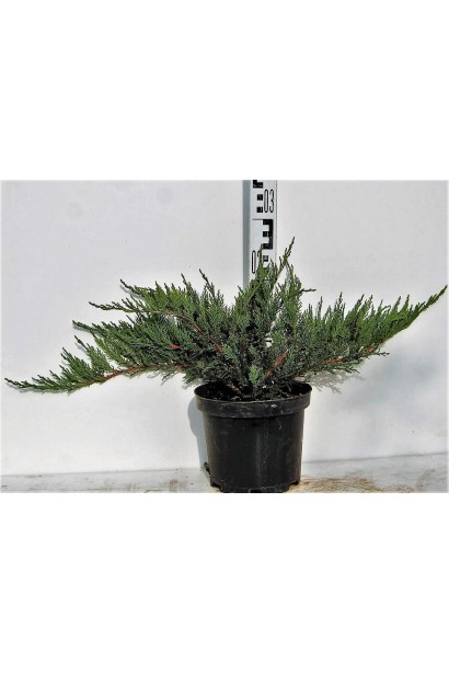 Ялівець козацький Tam no Blight