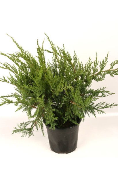 Ялівець козацький Там но Блайт 