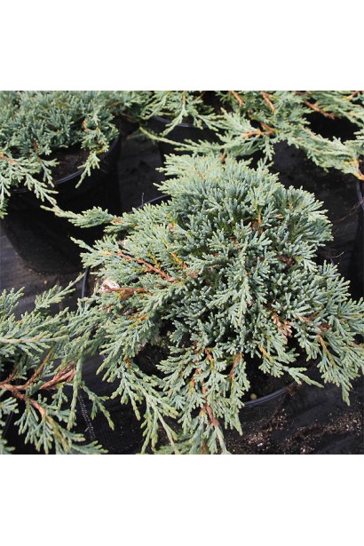 Саджанці ялівцю Там но Блайт 