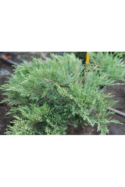 Ялівець козацький Там но Блайт густа сіро-зелена хвоя