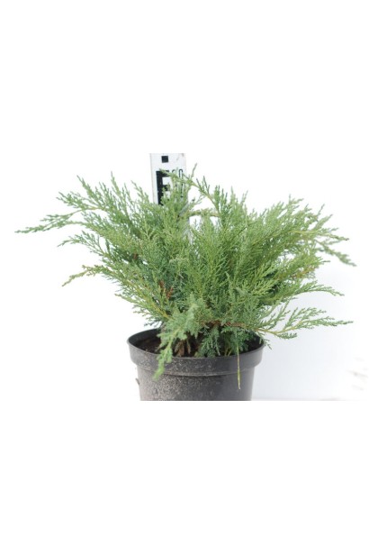 Ялівець Tam no Blight в горщику 3 л