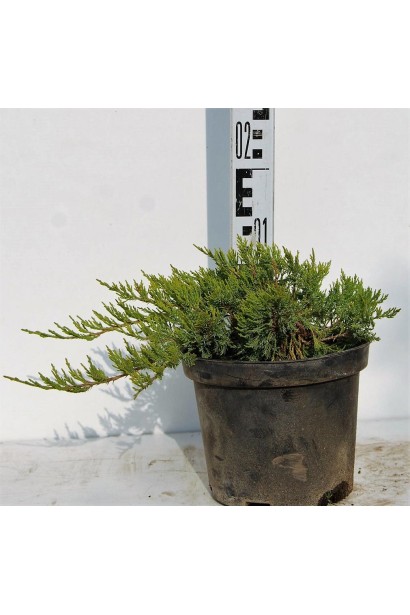 Ялівець Там но Блайт саджанець С3 висота 10-15 см