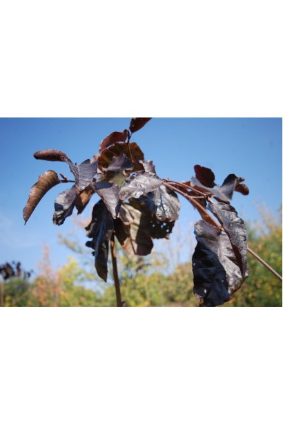 Бук лесной Пурпуреа Пендула пурпурно-коричневые листья