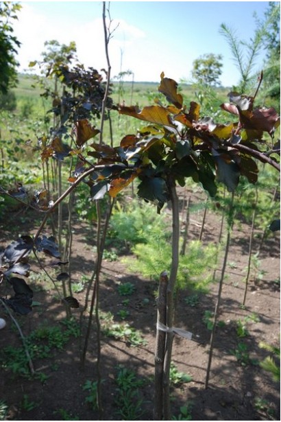 Fagus sylvatica Purpurea Pendula