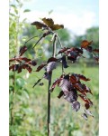 Бук лесной Пурпуреа Пендула | Бук лісовий Пурпуреа Пендула | Fagus sylvatica Purpurea Pendula