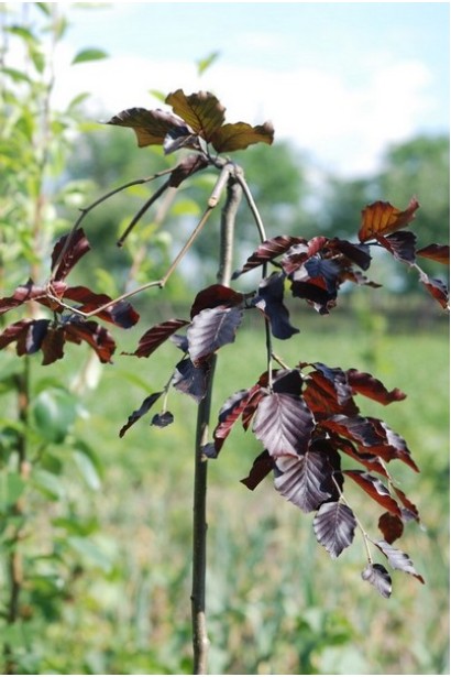 Бук лесной Пурпуреа Пендула