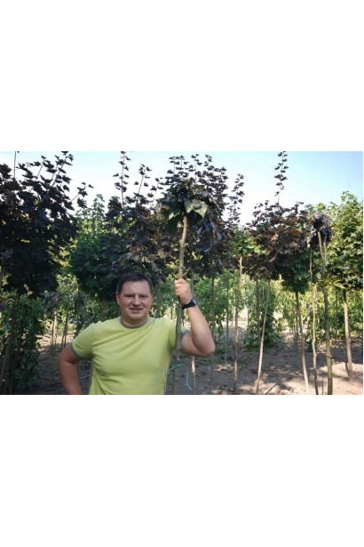 Бук лесной Пурпуреа Пендула саженцы в питомнике