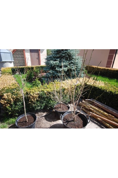 Магнолия кобус саженцы без листа в контейнере