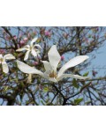 Магнолія кобус | Магнолия кобус | Magnolia kobus