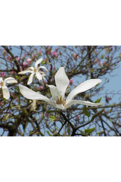 Магнолия кобус белые звездчатые цветы