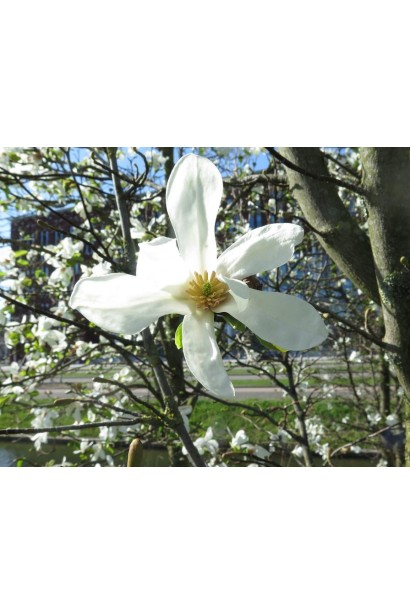 Магнолия кобус белая