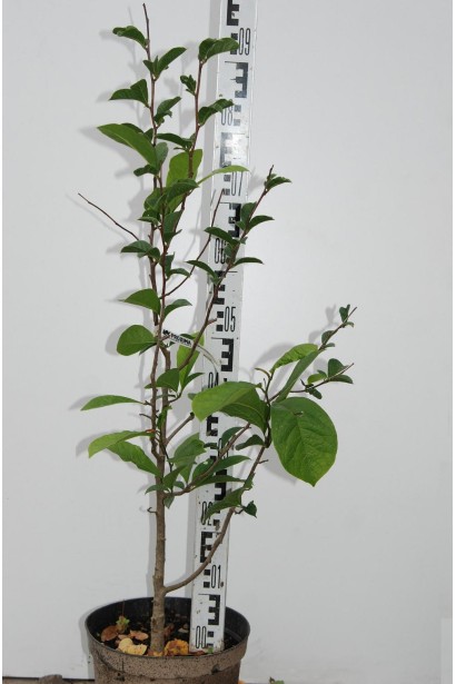 Магнолия кобус в горшке 3 л 70-90 см