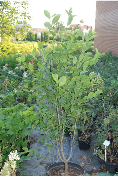 Магнолия кобус саженец в садовом центре.