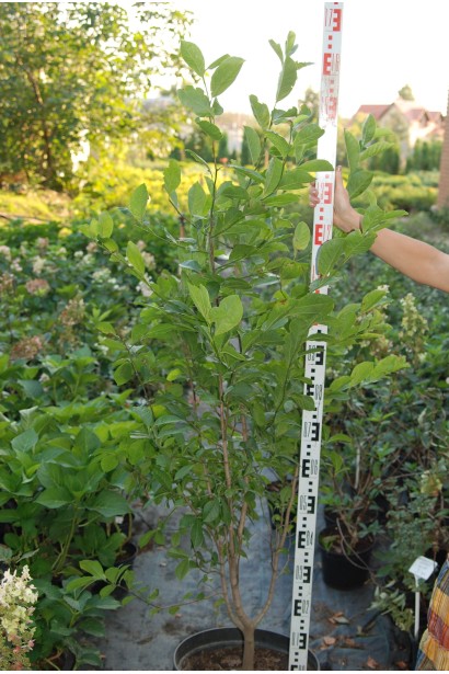 Магнолия кобус в горшке высота саженца 150-170 см