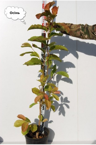 Магнолия кобус саженец осенью в контейнере 160-150 см