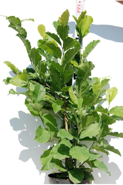 Ярко-зеленые листья магнолии кобус