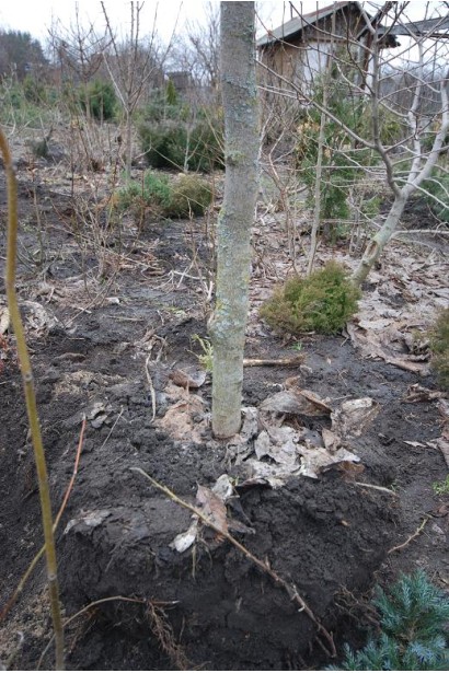 Магнолия кобус большой ком выкопанного растения