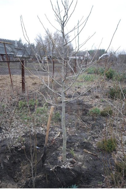 Выкопка магнолии кобус с комом земли осенью