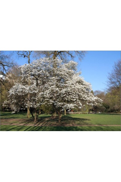 Обильное цветение магнолии кобус весной