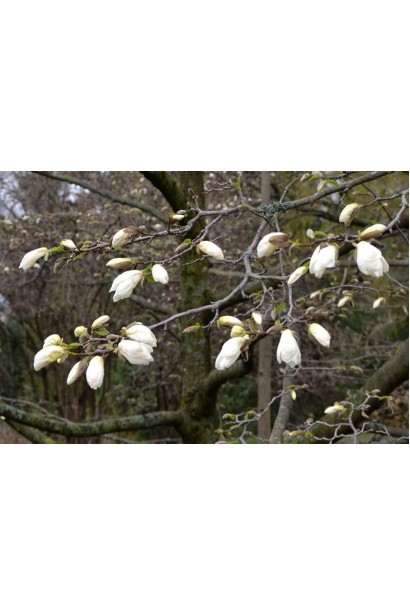 Магнолия кобус распускание цветов