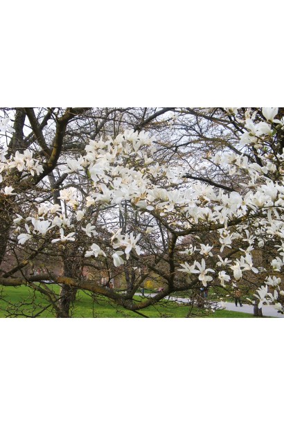 Магнолия кобус