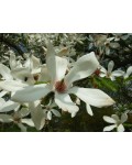 Магнолія кобус | Магнолия кобус | Magnolia kobus