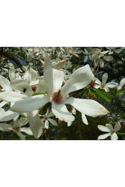 Magnolia kobus